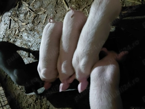 Purcei de carne - imagine 2