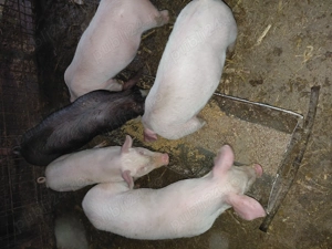 Purcei de carne - imagine 4