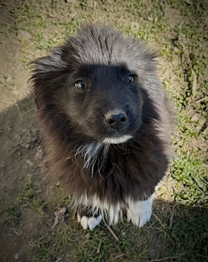 Catelusi 4 luni  - imagine 2