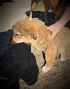 Catelusi 4 luni  - imagine 3