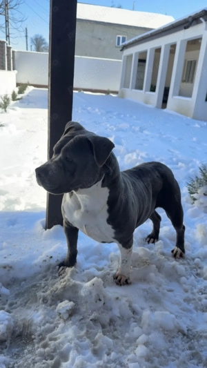 Femelă American Bully pret negociabil 