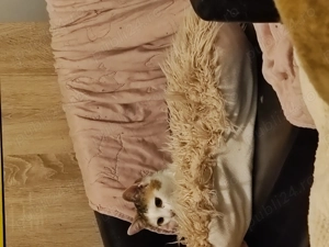 Pisica spre adopție 7 luni - imagine 4