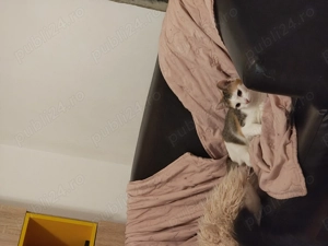 Pisica spre adopție 7 luni - imagine 3