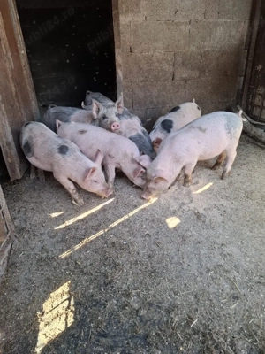 Vând purcei  - imagine 3