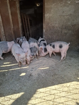 Vând purcei  - imagine 2