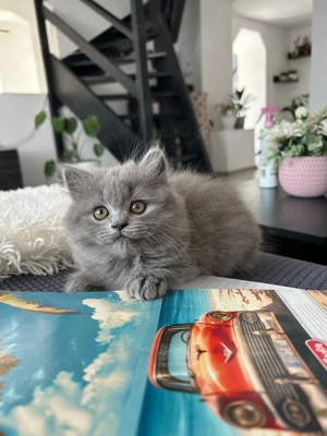 Fetita british longhair 