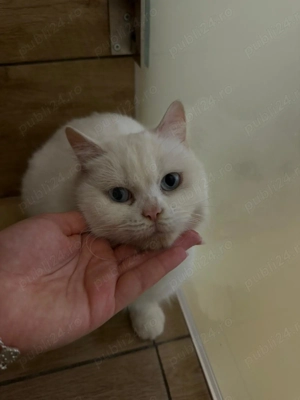 Pisicuța british white  - imagine 2