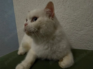 Pisicuța british white  - imagine 3
