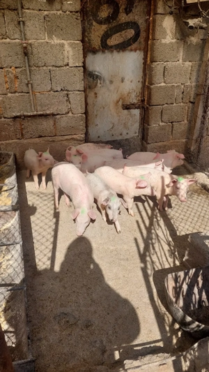 Purcei landras cu petrean