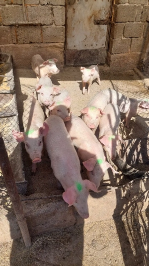 Purcei landras cu petrean - imagine 3