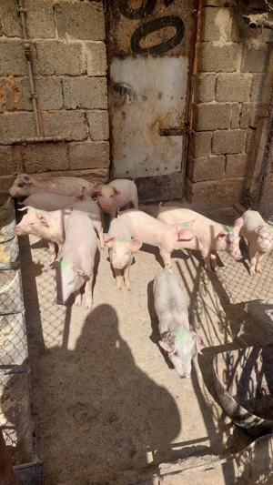 Purcei landras cu petrean - imagine 2