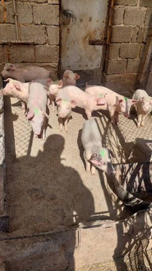 Purcei landras cu petrean - imagine 4