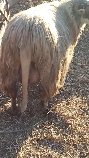 De vânzare oi tinere cu mei  