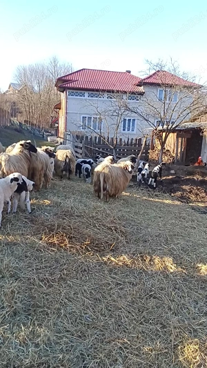 De vânzare oi tinere cu mei   - imagine 2