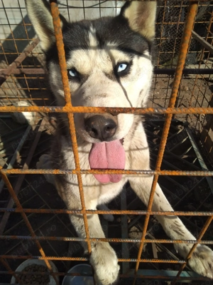 Husky siberian 