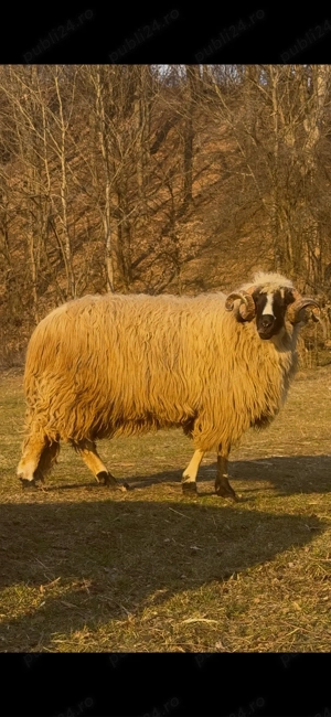 Berbec de vanzare - imagine 2