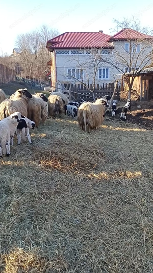 De vânzare oi tinere cu mei   - imagine 3
