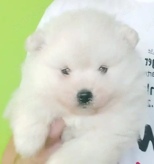 Băiețel Pomeranian disponibil cel din poză 