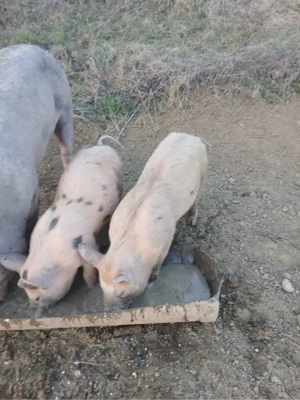 De vanzare purcei  - imagine 2