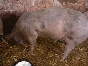 Vand porci 130-200kg