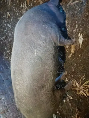 Vand porci 140-200kg - imagine 5