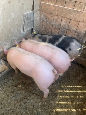 De vanzare! - imagine 3