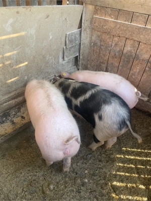 De vanzare! - imagine 2