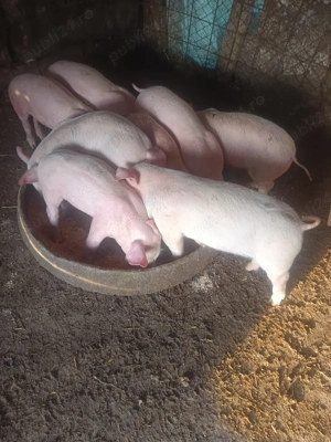 purcei de vanzare  - imagine 5