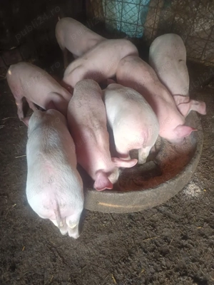 purcei de vanzare  - imagine 4