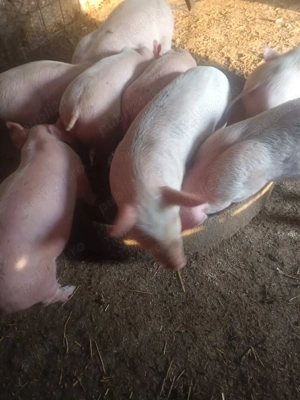 purcei de vanzare  - imagine 2