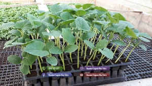 Vand rasaduri legume : Rasad de rosii   tomate castraveti ardei vinete - imagine 4