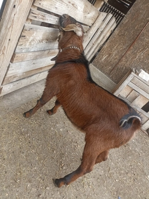 Disponibili iezi - imagine 2