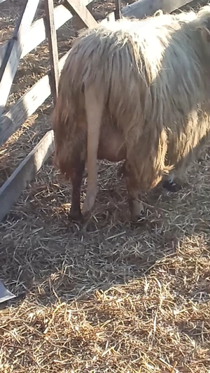 De vânzare oi cu mei - imagine 4