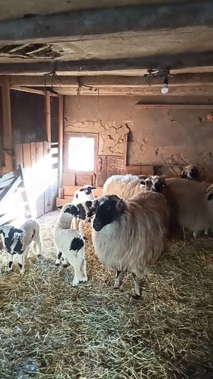 De vânzare oi cu mei - imagine 2