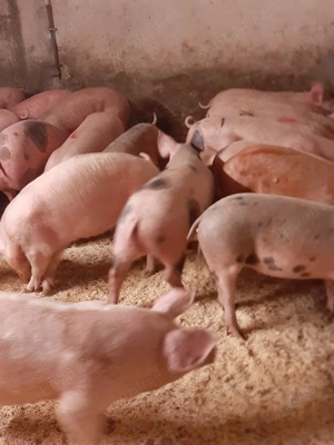 vând purcei și soldani diferite mărimi si rase  - imagine 4