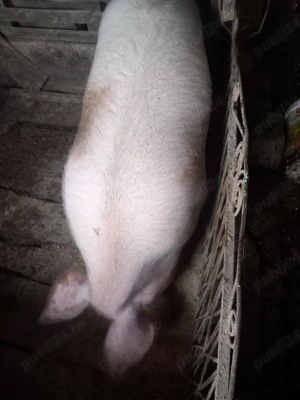 vand porc cam 140 kg