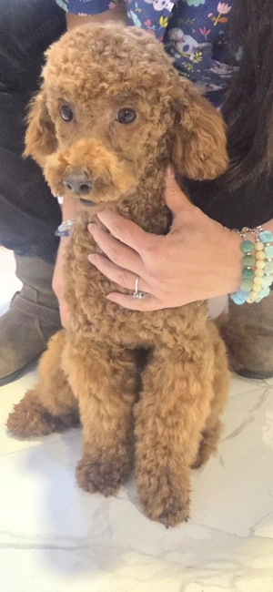 Vand caniche puddel toy apricot - imagine 3