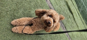 Vand caniche puddel toy apricot - imagine 5