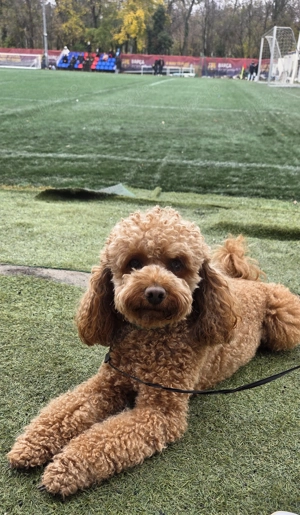 Vand caniche puddel toy apricot - imagine 4