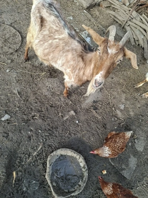 Capre de vânzare  - imagine 2