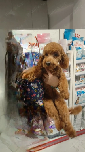 Vand caniche puddel toy apricot - imagine 2