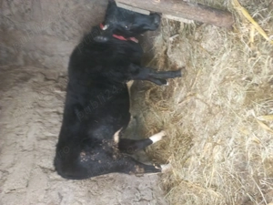 Vițică de vânzare