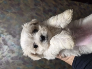 Catei bichon maltez talie mica - imagine 4