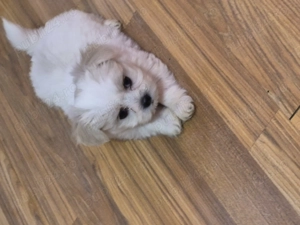 Catei bichon maltez talie mica - imagine 2