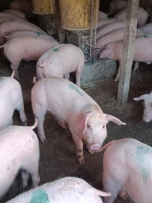 Purcei De Rasă 30-60 kg - imagine 2