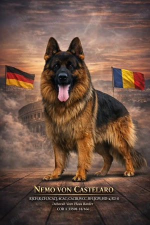 Ciobanesc german par lung pentru monte !