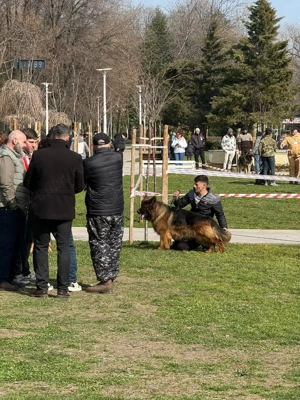 Ciobanesc german par lung pentru monte ! - imagine 2
