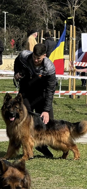 Ciobanesc german par lung pentru monte ! - imagine 3