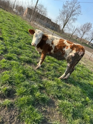 vitica baltata  - imagine 2