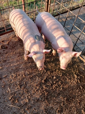 Vand purcei. - imagine 2